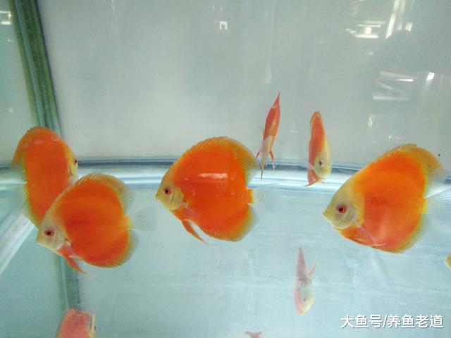 鱼缸水质的调理, 远远没有我们想象的那么复杂!