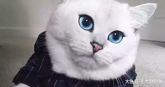 猫咪对人眨眼睛是“喜欢”的意思吗？如何判断猫咪眼睛传达的情绪呢？