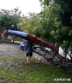 狗狗上厕所场面壮观，撑超大伞给它挡雨，主人：娘娘出巡