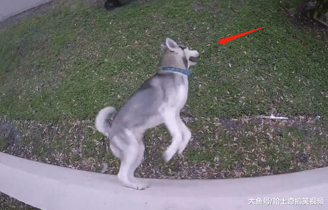 二哈整天苦练“轻功”，结果是为了只猫，感觉围墙要加高了
