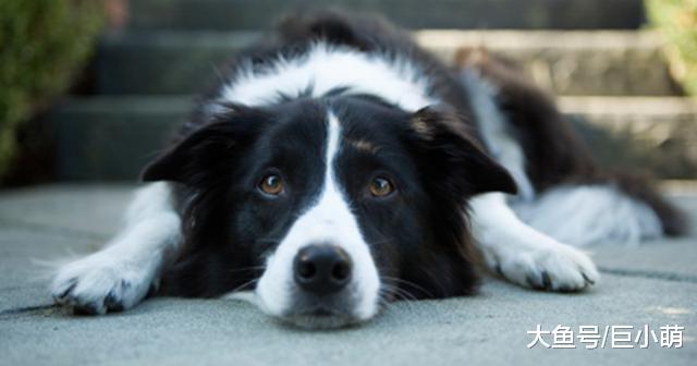 狗狗身上出现这6种情况，这是它在提醒主人，自己已经快忍不住了