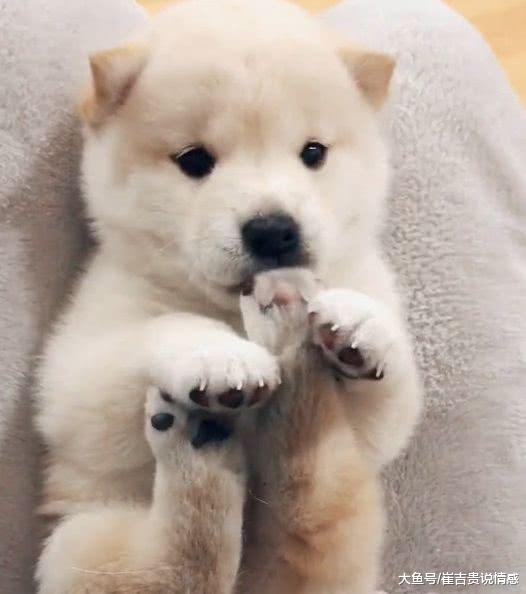 散发出一阵阵的馊味的流浪狗，被网友带回家后，惊艳到了宠主