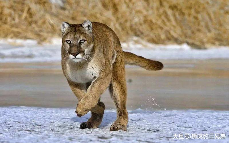 7大猫科动物实力排行榜: 除狮虎豹之外, 就属它们最厉害