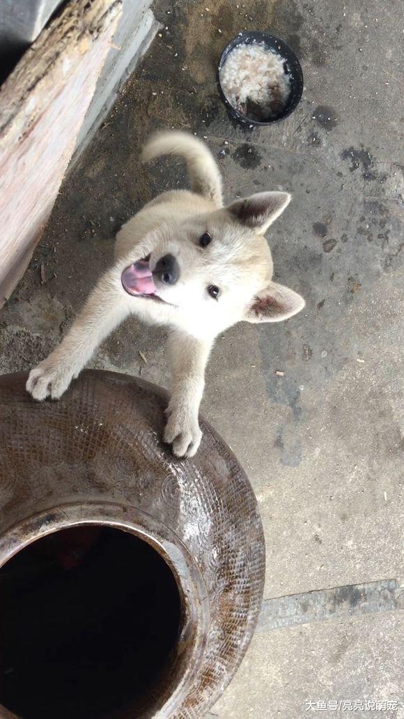 土狗看门很负责，没事就在家“巡逻”，吃的不好也毫不嫌弃