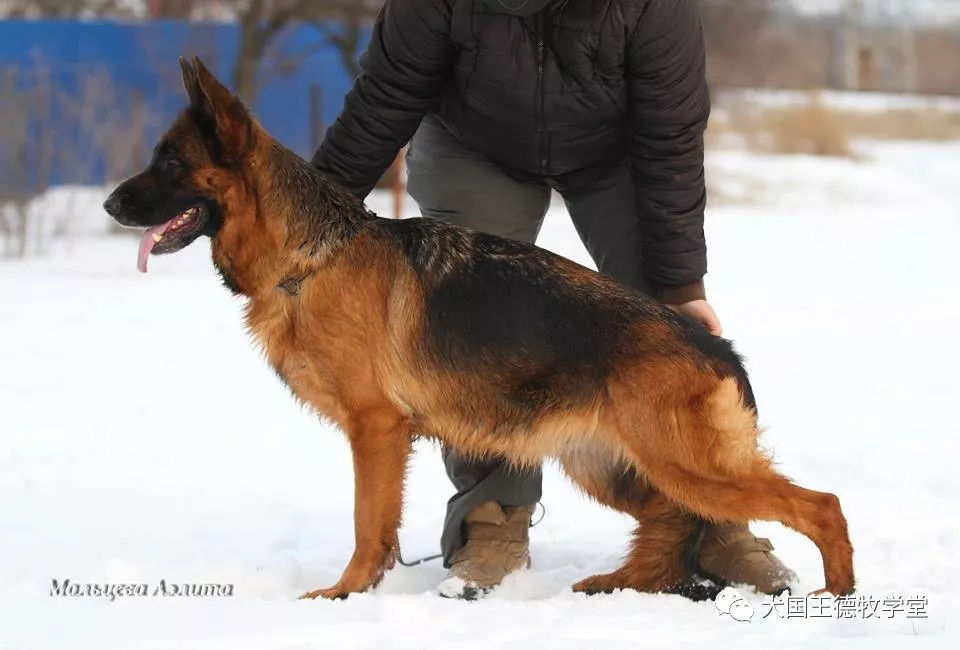 乌克兰，卢甘斯克 Аэлита Мальцева的爱犬