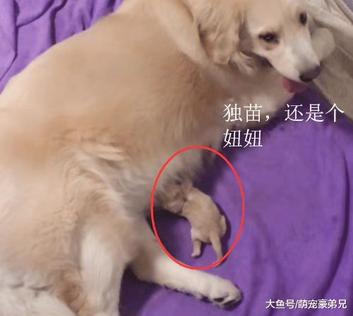 熬一个晚上生出的金毛崽，数量让人难以置信，狗：优生优育！