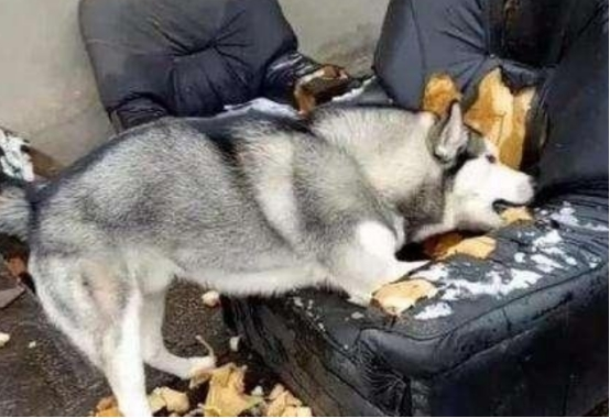 二哈习惯性拆家，主人一气之下把它绑进厕所，第二天主人哭了