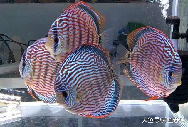 鱼缸水体过瘦，对于观赏鱼也是一种危害，不是说水体过肥不好吗？