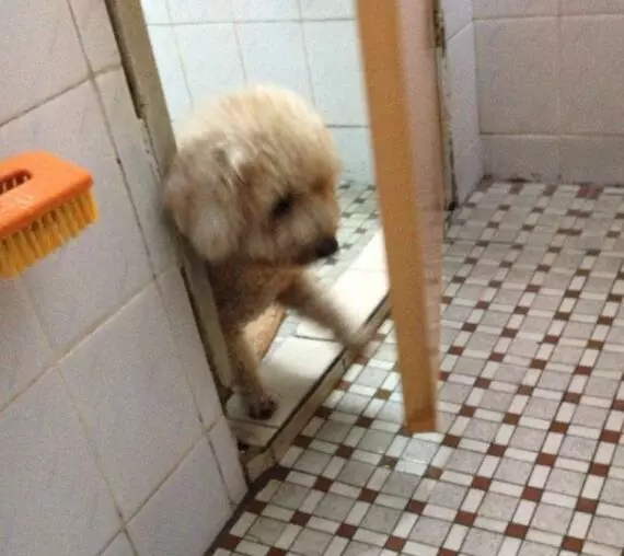 这种常见的宠物狗智商有多高？网友：几乎是无障碍交流！