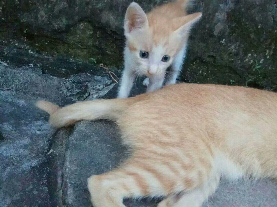 小奶橘跟妈妈撒娇打闹，猫妈妈一脸委屈：铲屎官快救我！