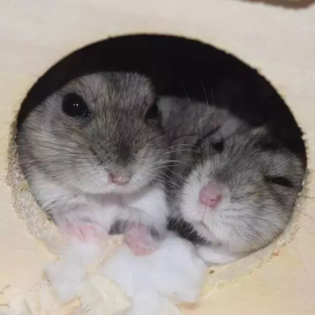 仓鼠也有自私面，为了领地和心爱的“姑娘”，鼠鼠也会变脸