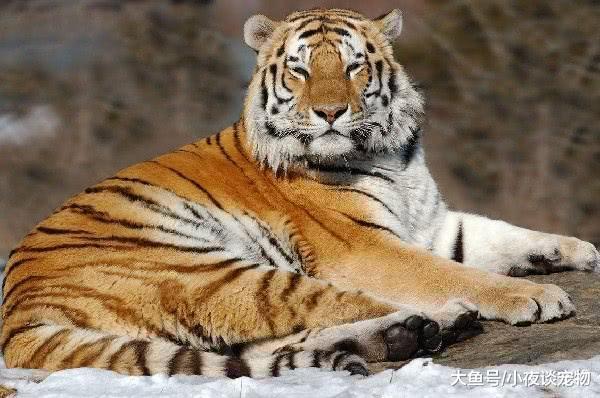 什么動物能殺死東北虎，野生東北虎有多厲害你知道嗎？