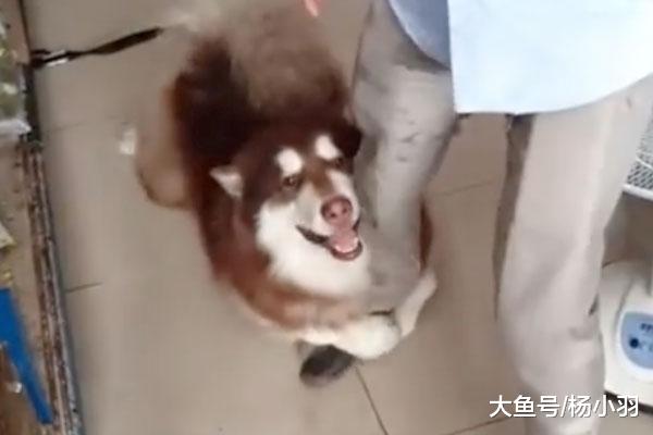 好端端的狗子一进超市变“无赖”，做的那些事儿件件让主人脸红