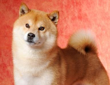 柴犬超喜欢小主人, 趁妈妈不注意溜到小主人身边睡觉, 场面太萌了