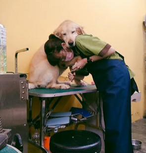 狗狗剪指甲一直挣扎，但美容师用神奇姿势，让它舒服到睡着