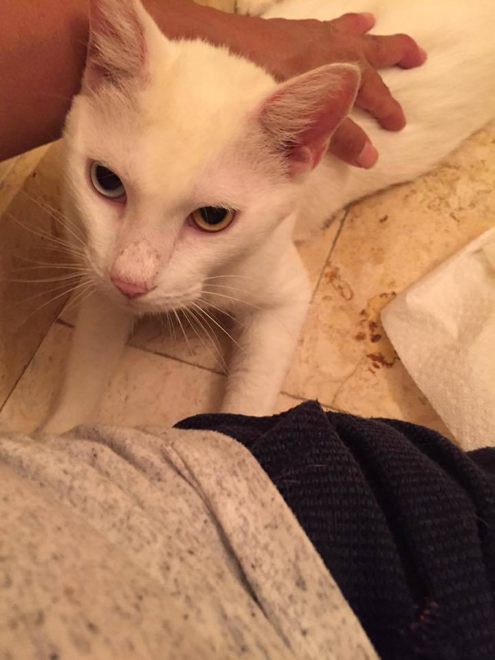 骨瘦如柴的流浪猫，连兽医都认为它瞎了，结果超惊喜！