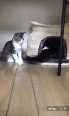 流浪猫把小猫叼给了我，一看脸我懵了