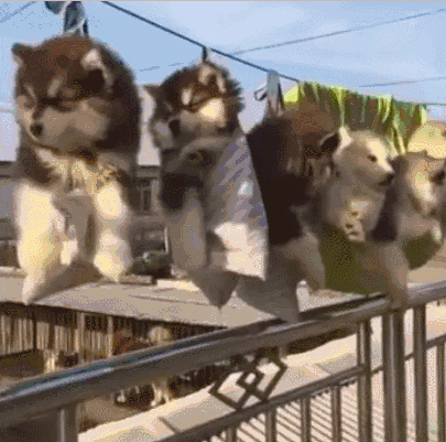 4种能和冬天抗衡的狗狗，第1种很“抗揍”，第3种却败给了夏天