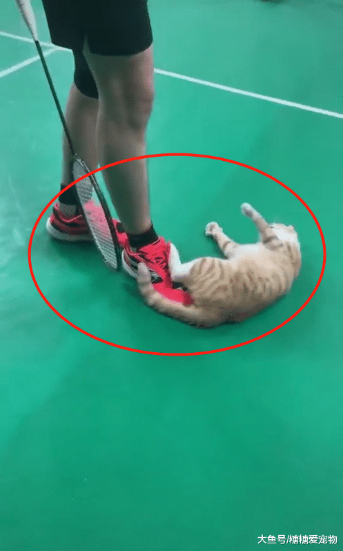 橘猫霸占了羽毛球场，网友看后哭笑不得：你可真是个小恶霸！