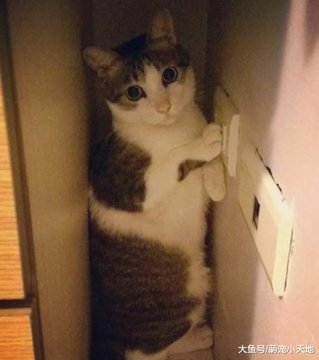 渴望家的浪喵被收编后眼神大不同，摆鄙视脸：饭呢？