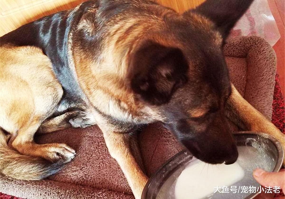 给狗补营养，真的可以用“这个”代替羊奶吗？这很容易让狗狗中毒