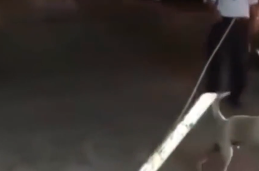 狗子学残疾人，下一秒站起来就跑，这是怎么了？