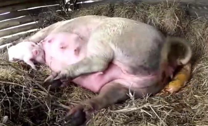 女子早来给母猪喂食，当看到眼前的画面时，瞬时睡意全无