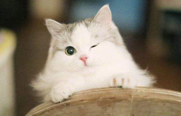 猫中的“小仙女”——布偶猫，我不只是贵，还拥有如狗般热情！