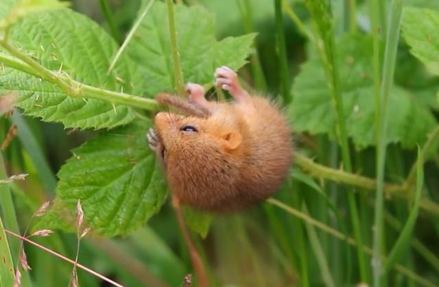 萌萌哒小家伙只有5年寿命，有4年都在睡觉，睡着了还能把自己饿着