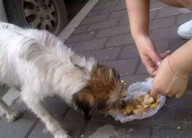 养狗会有这5个“副作用”，时间越久就越严重，有狗的人都逃不掉