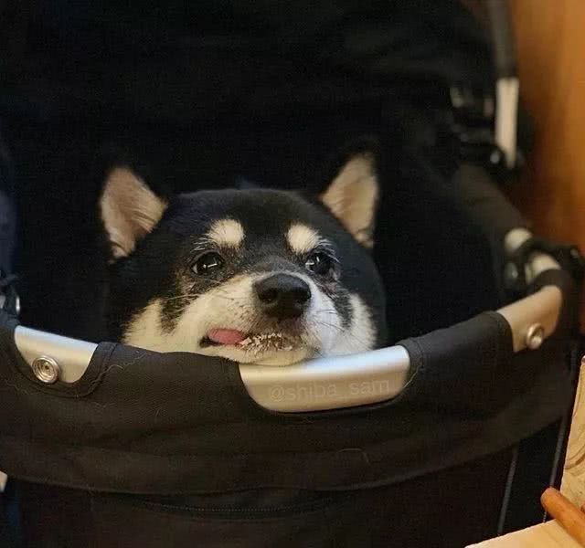 这只黑柴因为舌头长歪了，而萌化了全网，这小舌头也太抢镜了吧！