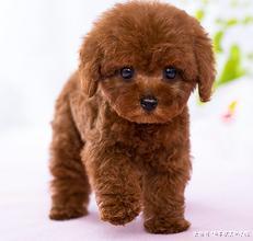 狗狗有4个时间段“钙”一定要足，但不能盲目补钙