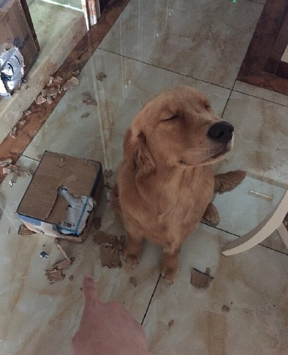 拆家金毛一脸享受, 这表情没谁了, 打还是不打!