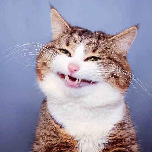 猫咪讨厌主人的3个表现，一旦出现，很有可能彻底失去它