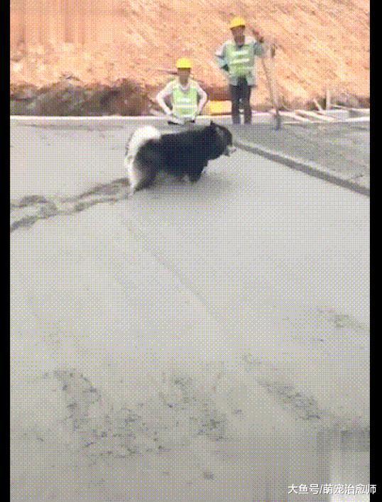 人們鋪的水泥路還沒凝固，阿拉斯加就在上面走了，工人：好絕望！