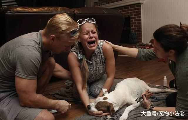 狗狗临死前的独白：主人我守护你一辈子，现在换你来守护我好吗！
