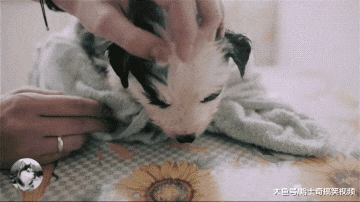 小二哈因长得“丑”被遗弃，妹子领养几天后，萌化主人的心