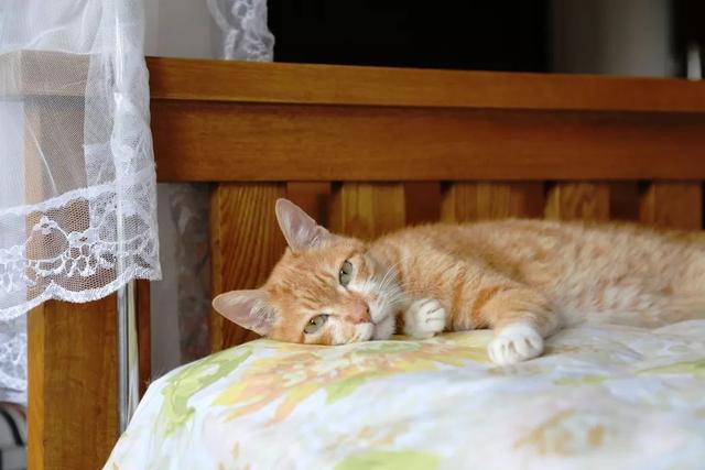流浪猫被领养后癖性难改，四点办法帮助猫咪更好适应温暖新家！