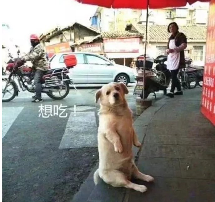 可爱的狗狗坐在烤肉店门口，不给吃就不走，就赖在这里了