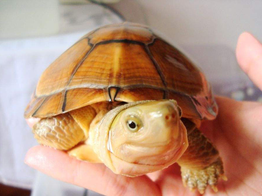 乌龟粗养好，还是细养好？今天给你一个参考答案