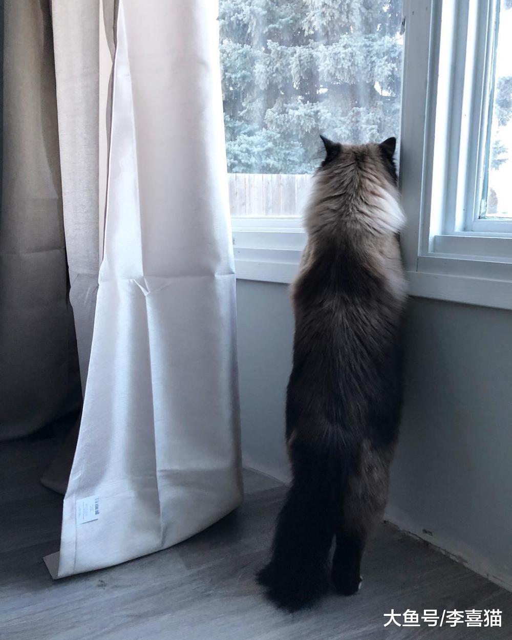 貓咪得了口炎要根據實際情況治療，為了治愈全口拔牙也未嘗不可