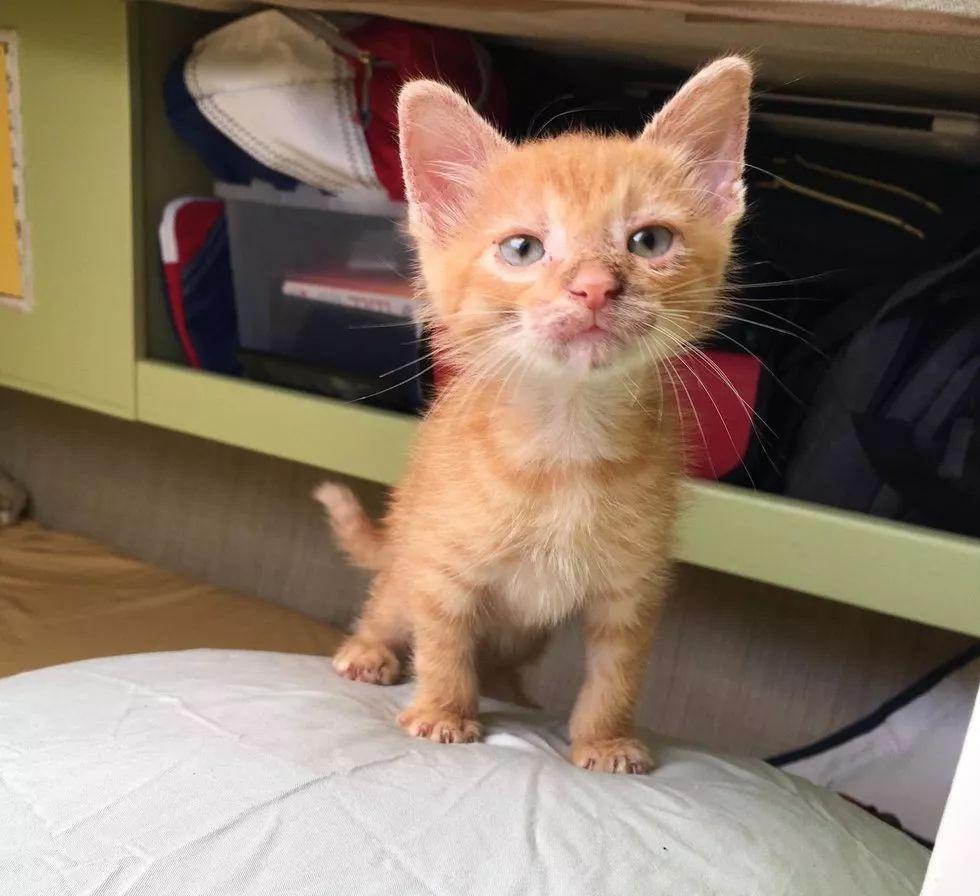 主人出海旅游救了只小奶猫, 家里橘猫懵了: 这是我的儿子吗?