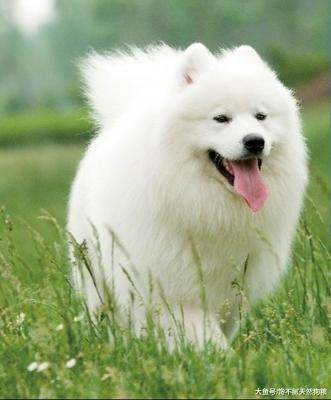 萨摩耶犬有这6大缺点，饲养前请三思