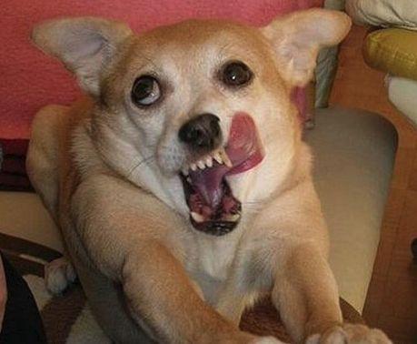 听说装饰是装修公司表情图，哈哈哈~~真的吗？