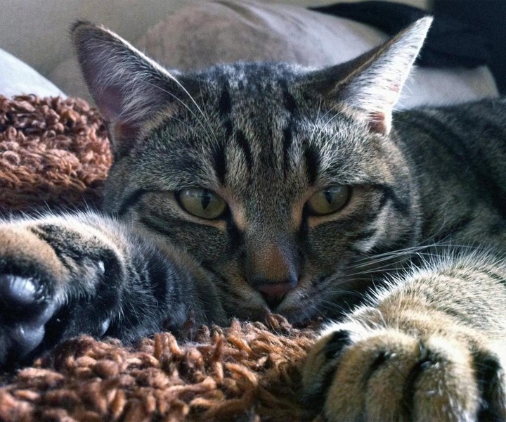 猫不能太溺爱，宠主这3种行为，会助长猫的坏脾气！