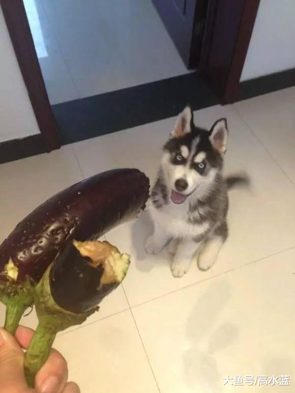 二哈趁女主不在偷吃朝天椒，女子看后忍不住笑了：把自己辣哭了～