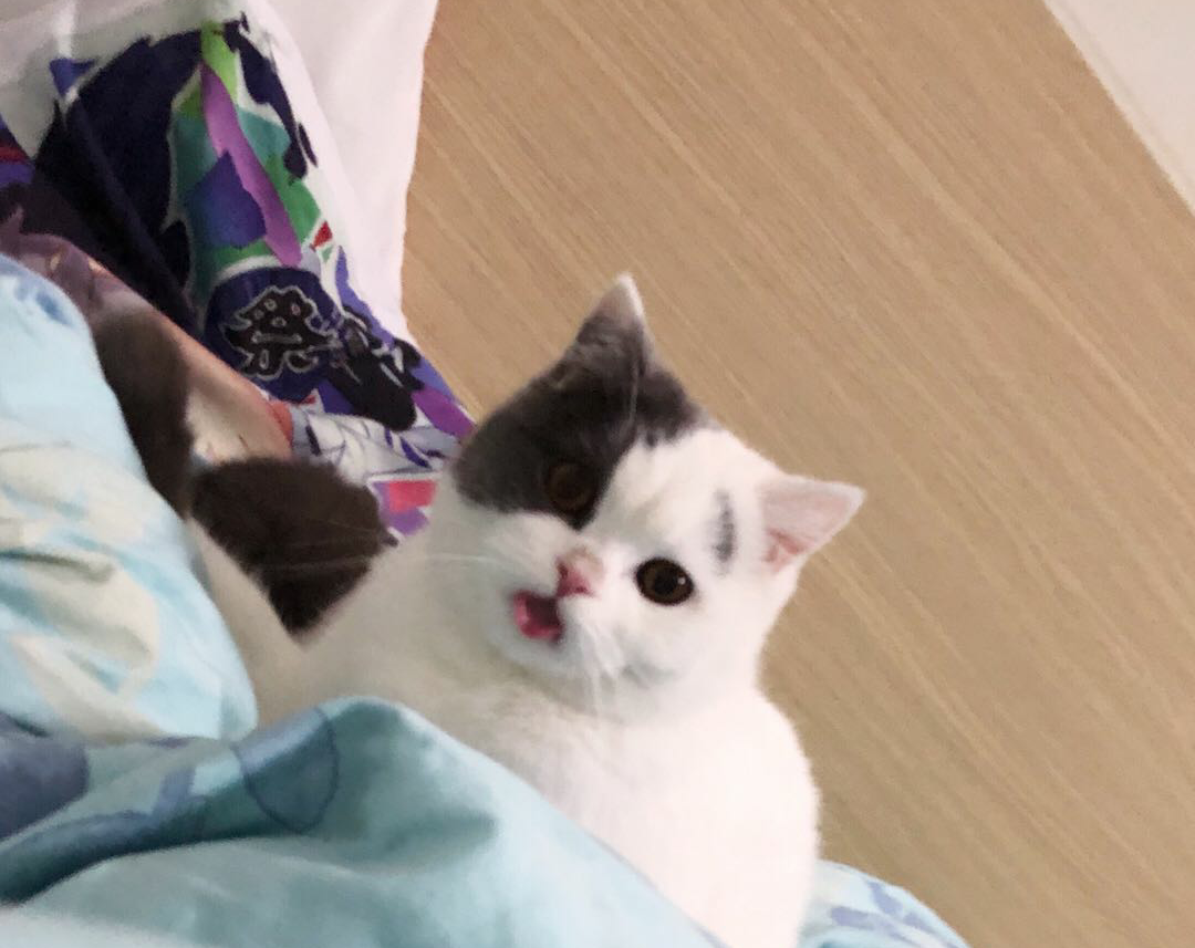 我家猫咪两三事, 拜托, 小猫咪要不要这么可爱