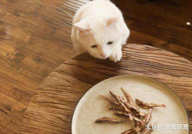 為什么有的人不愿意養貓？只因貓咪有5個缺點，讓他們不能接受