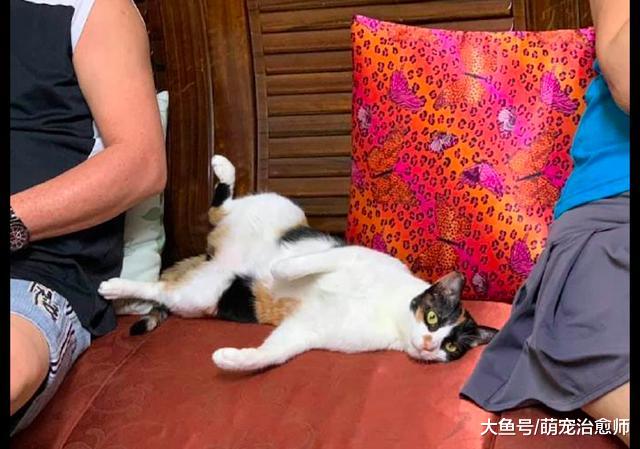 父母坐在沙发两边，猫咪就睡在正中间看着网友：我们才是一家人！