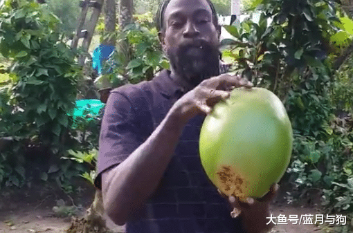 世界上最有用的树，果实威力堪比手雷，汁液还能当汽油！